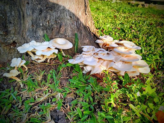 Mystical Mushrooms:A Fungi Adventure