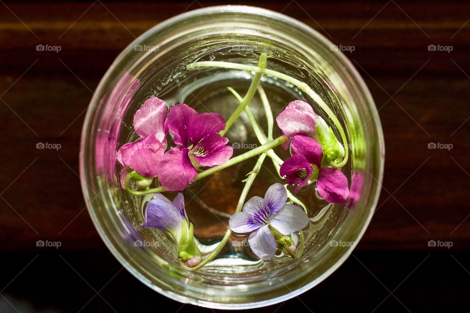 Little wild violets floating in water in a small mason jar
