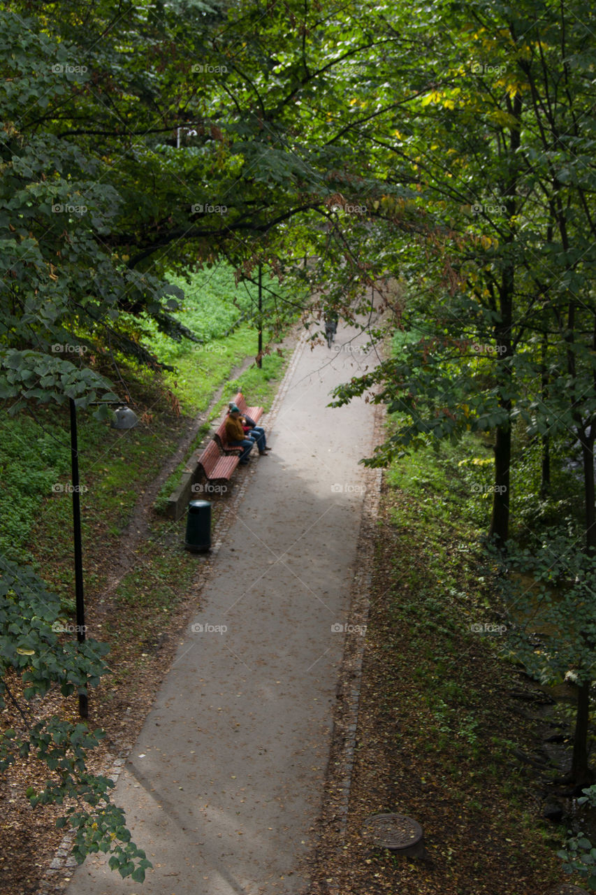 trees above, on the left, on the right,  along the path,  trees everywhere