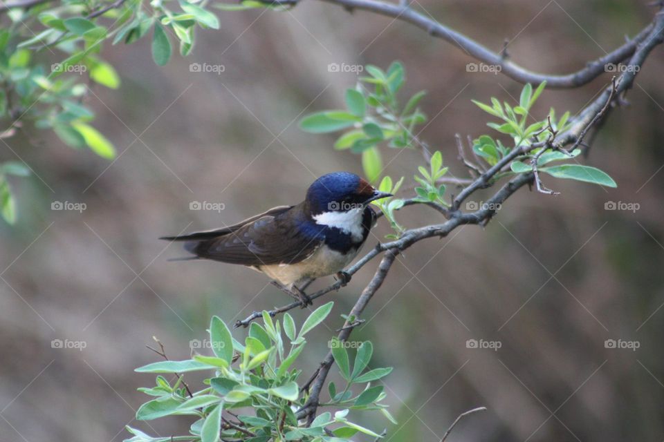 European swallow.