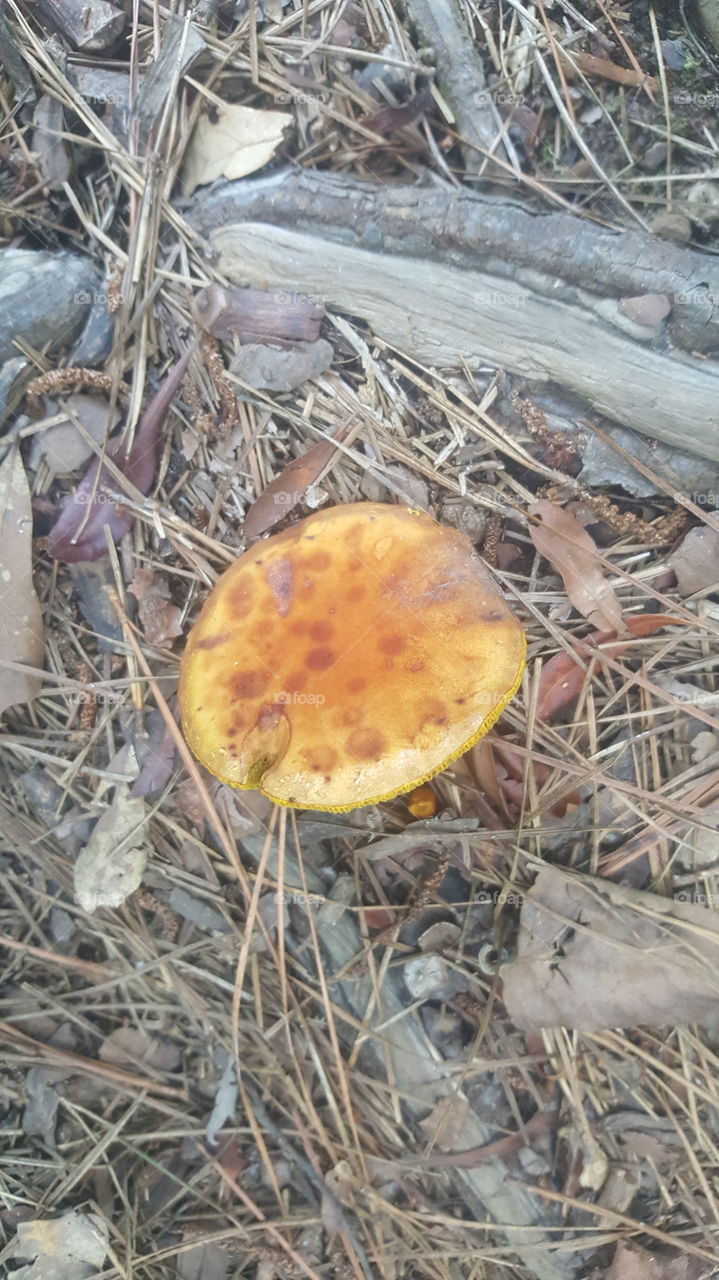 mushroom tyler tx