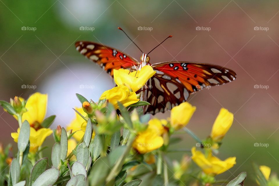 Tiny Yellow Flowers with Butterfly 