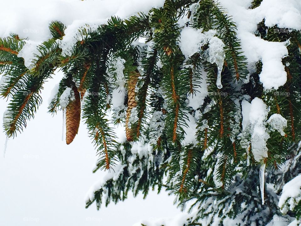 Pine tree and pine cones covered in snow