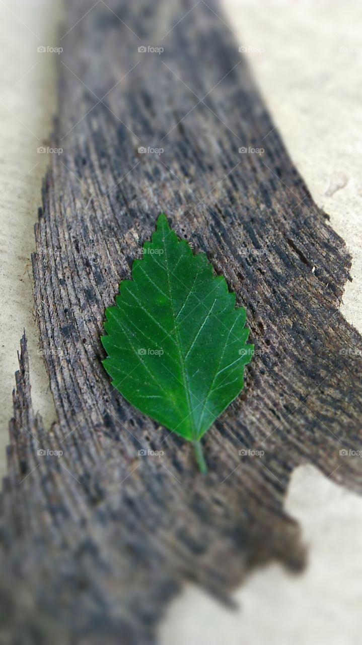 leaf