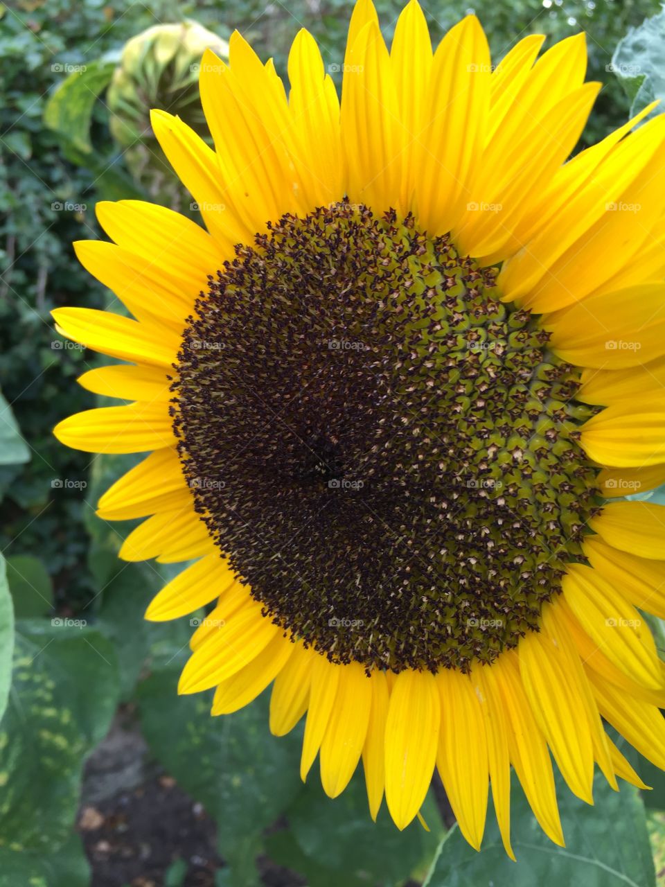 Sunflower flowers fauna garden outside the 