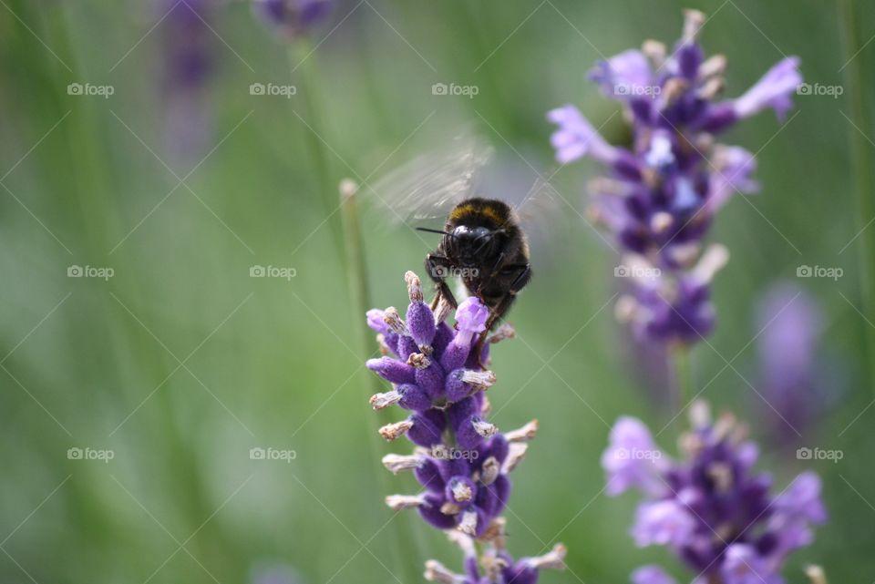 Bumblebee start his fly
