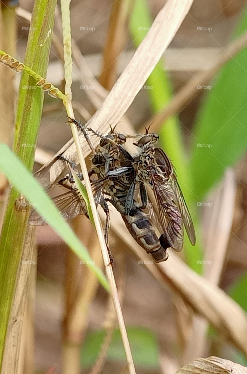 robberfly