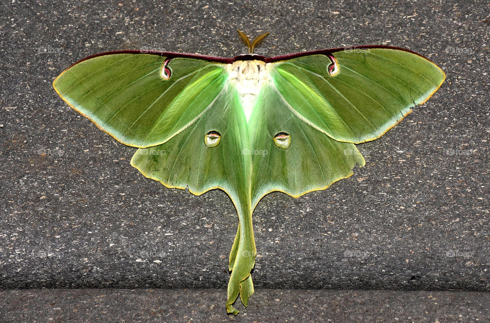 Luna moth