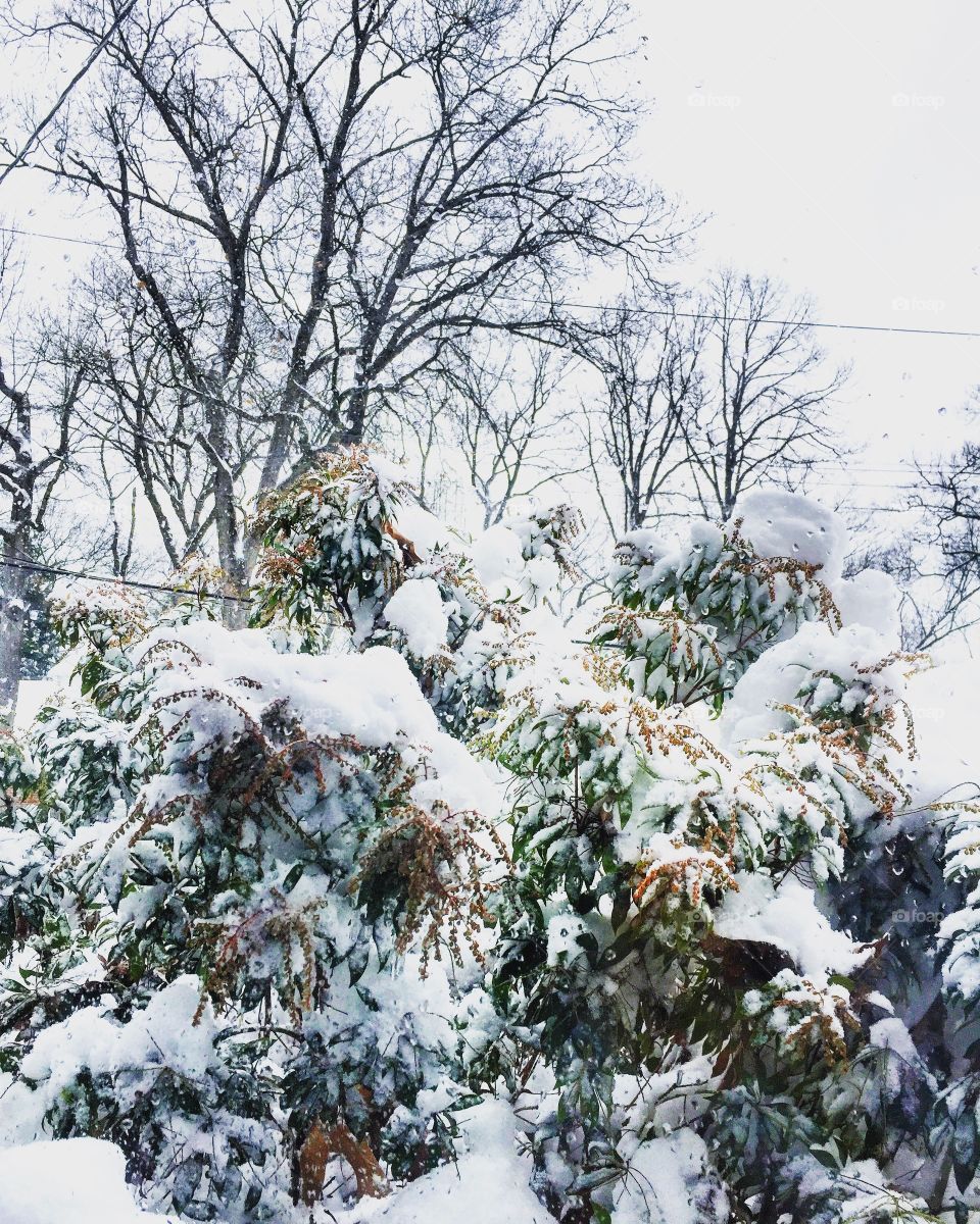 Snow covered on tree during winter