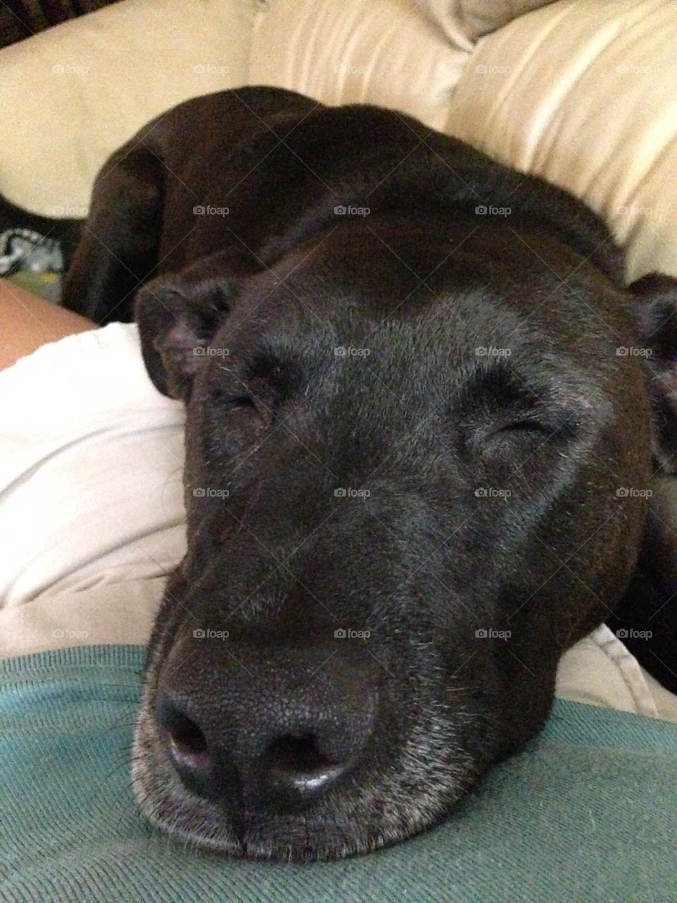 Black lab sleeping