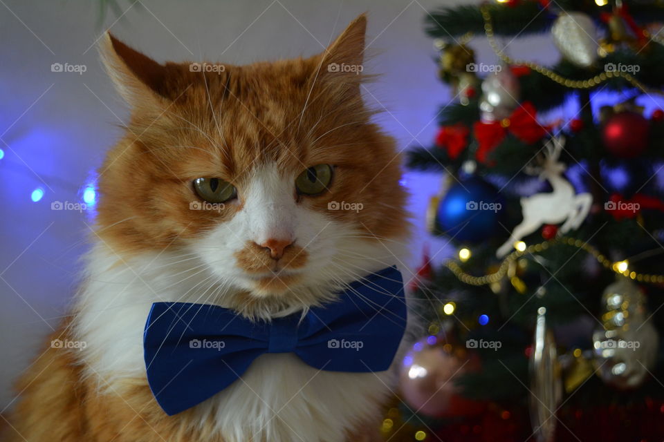 Red cat pet in the blue bow tie Christmas and New year holiday background