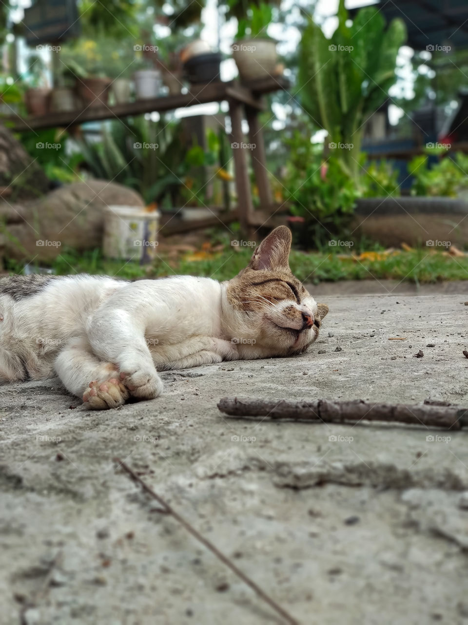 sleeping cat