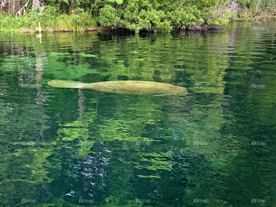 
Animals in The Wild  - A Manatee swims in cold spring water. They are not tamed and they live on their own without any help from people. A wild animal finds its own food, shelter, water and all its other needs in a specific natural habitat