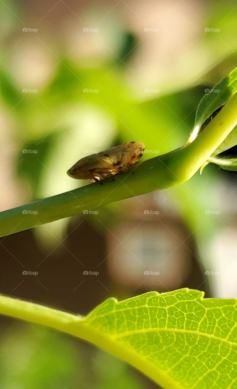 Little green bug on branch