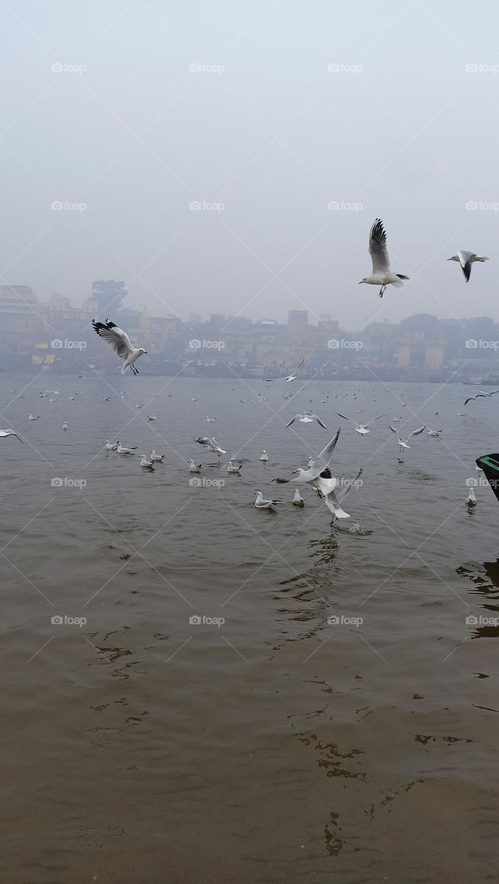 Birds in motion paint the sky with fluid grace, soaring effortlessly through the air.