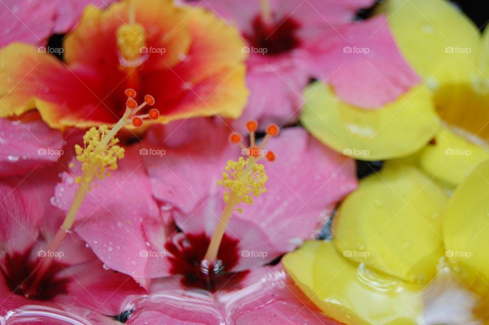 Hibiscus flowers floating on water