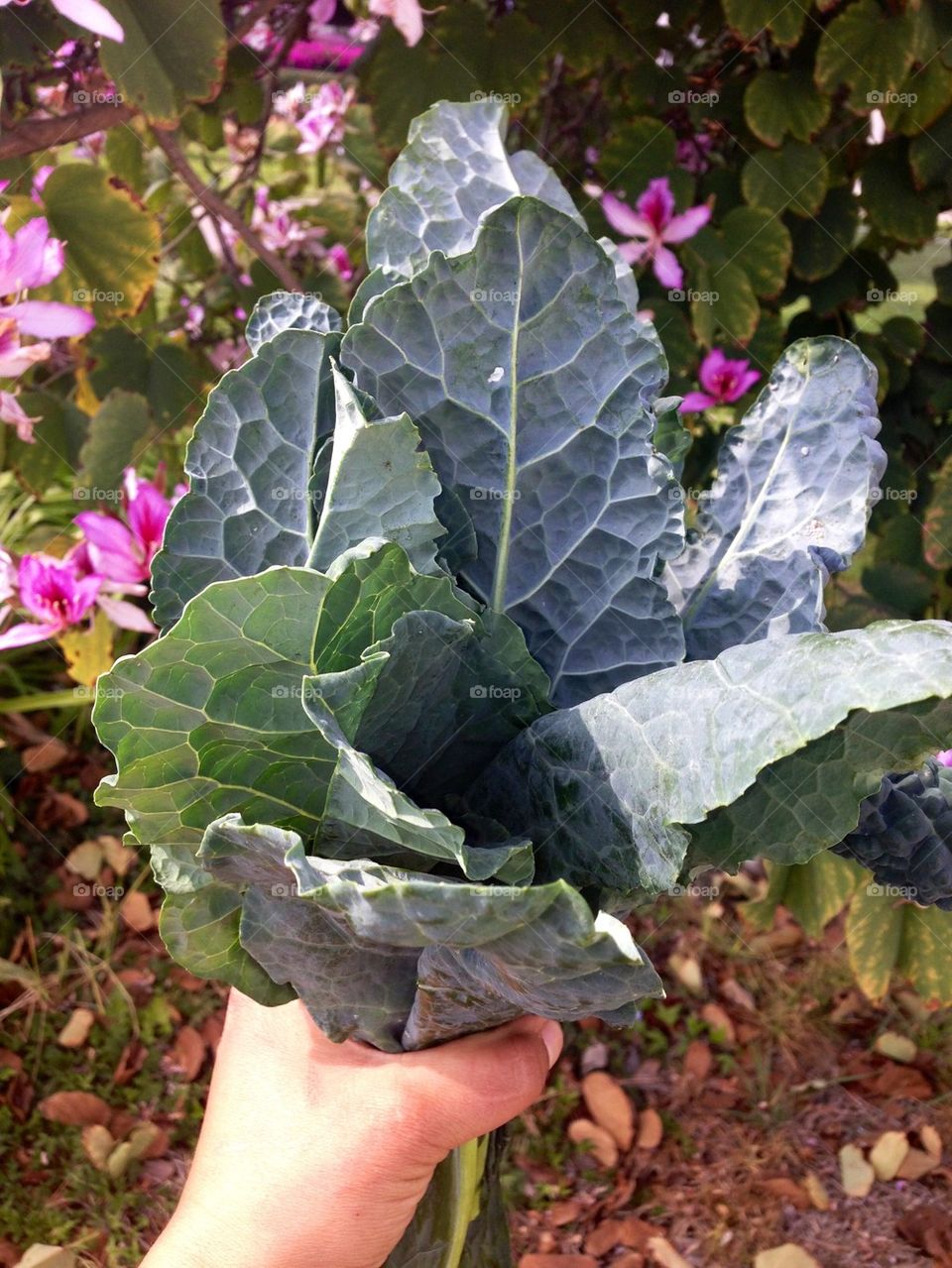 Kale bouquet 