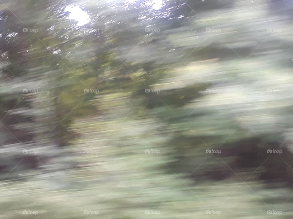 blur trees