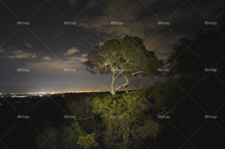 Night photo of a tree