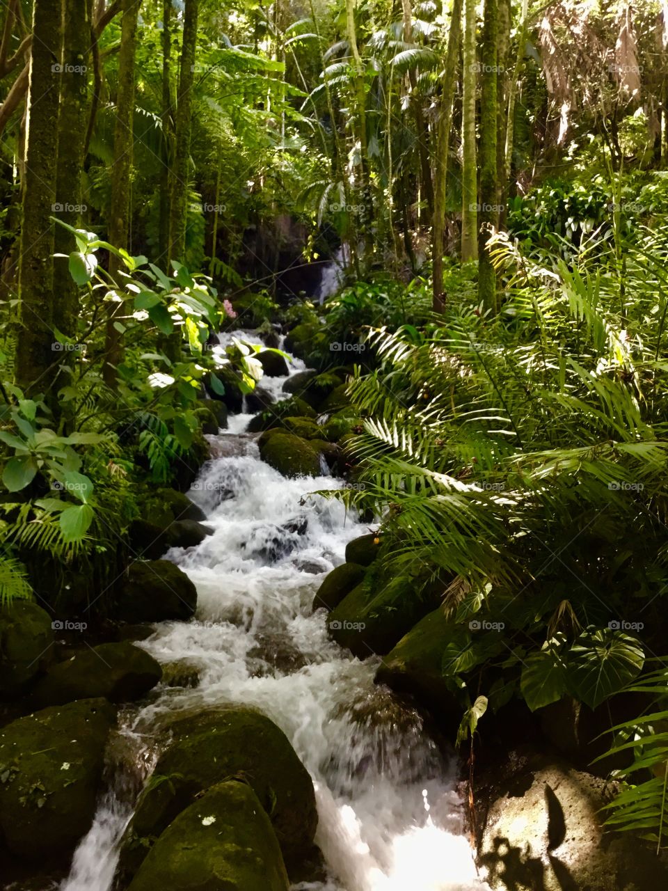 Waterfall at Hawaii Tropical Botanical Garden