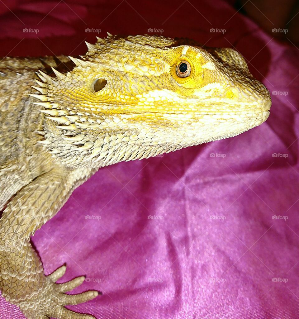 Beardie