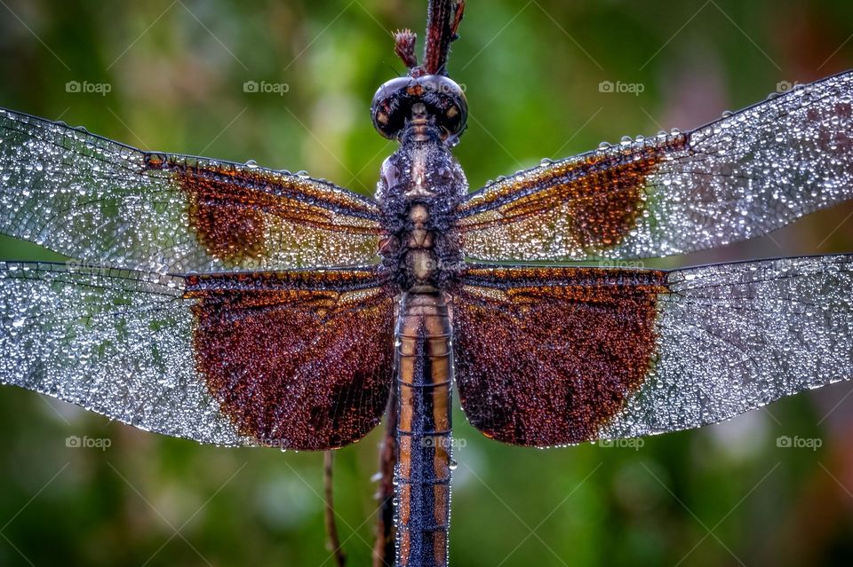 A female Widow skimmer (Libellula luctuosa) remains motionless, but she’s quite excited to intercept the morning sunshine. 