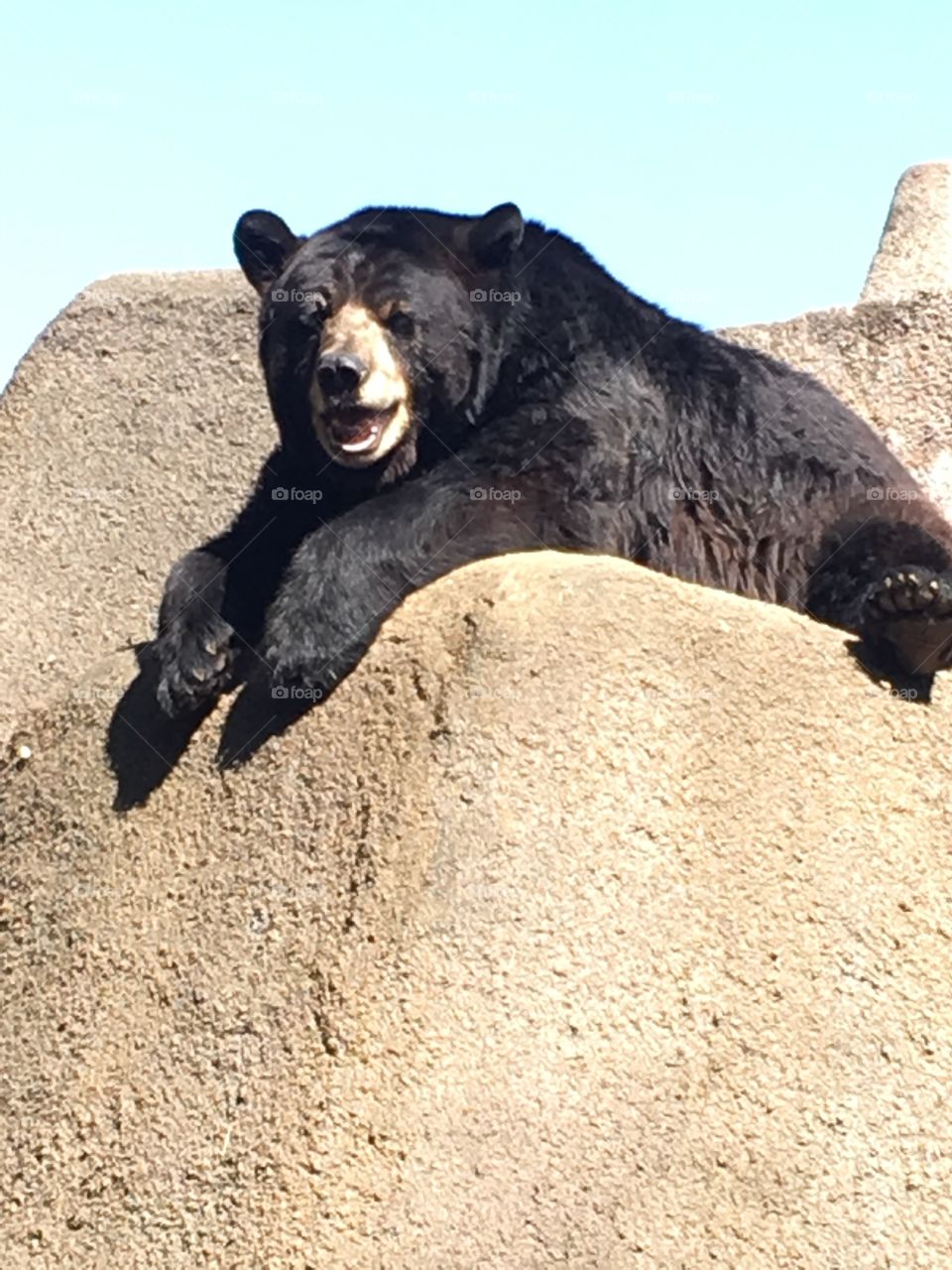 Papa bear chilling on a hot summer day