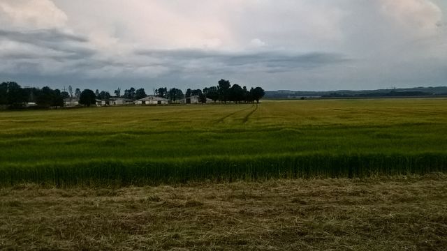 field