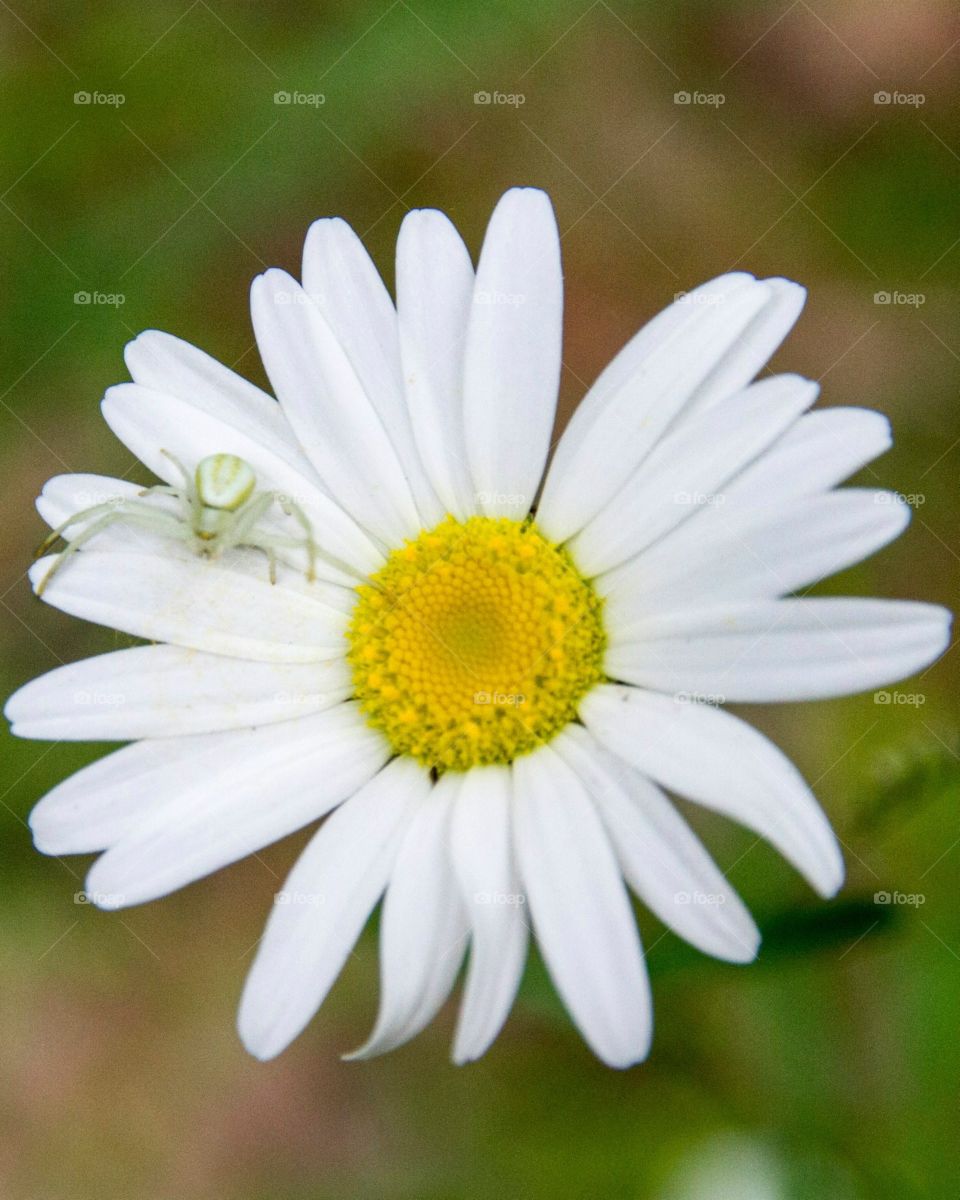 A spider sits on a daisy 