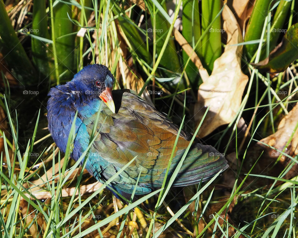 Purple Gallinule on the edge of a pond