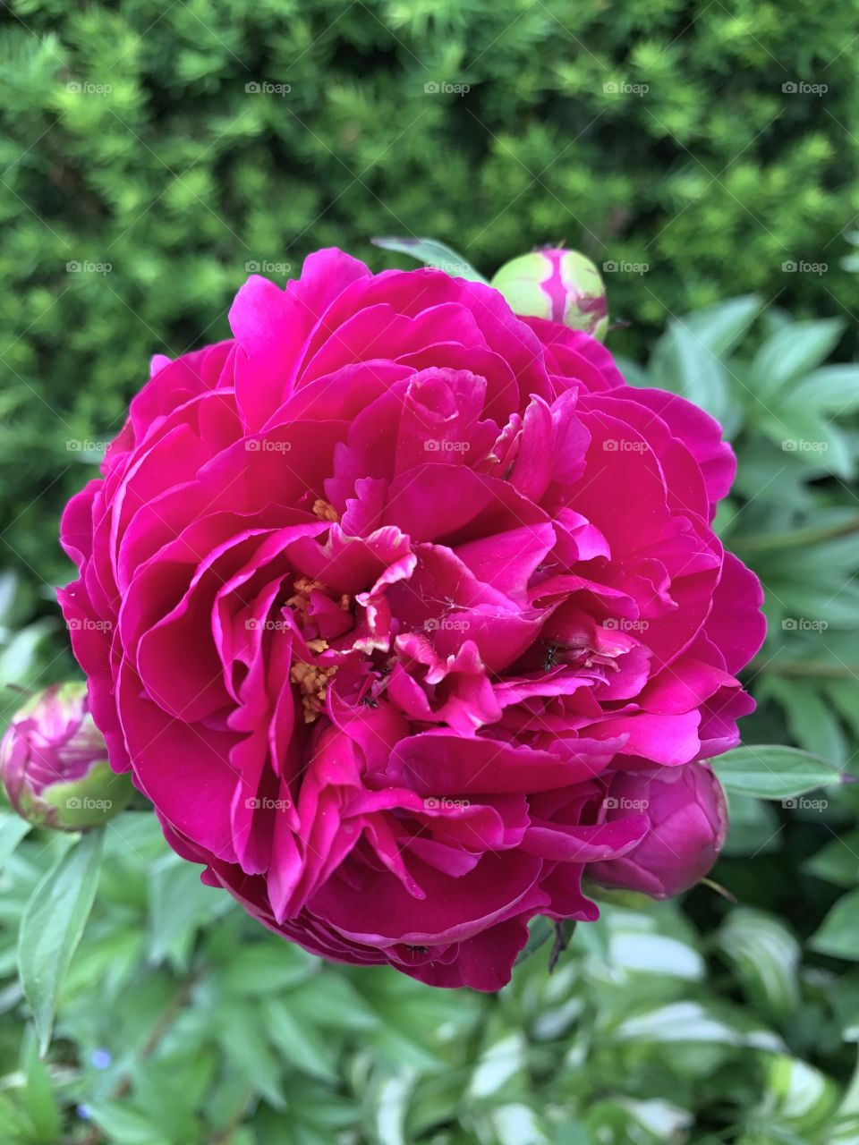 Peonies are such beautiful flowers. Even the ants adore them! Look at this gorgeous bloom! 
