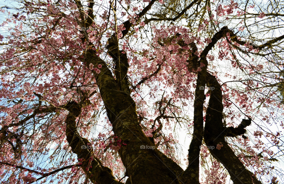 looking up pink