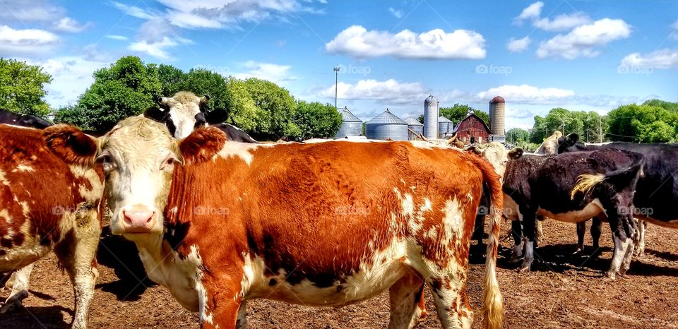 a beautiful day in the feedlot