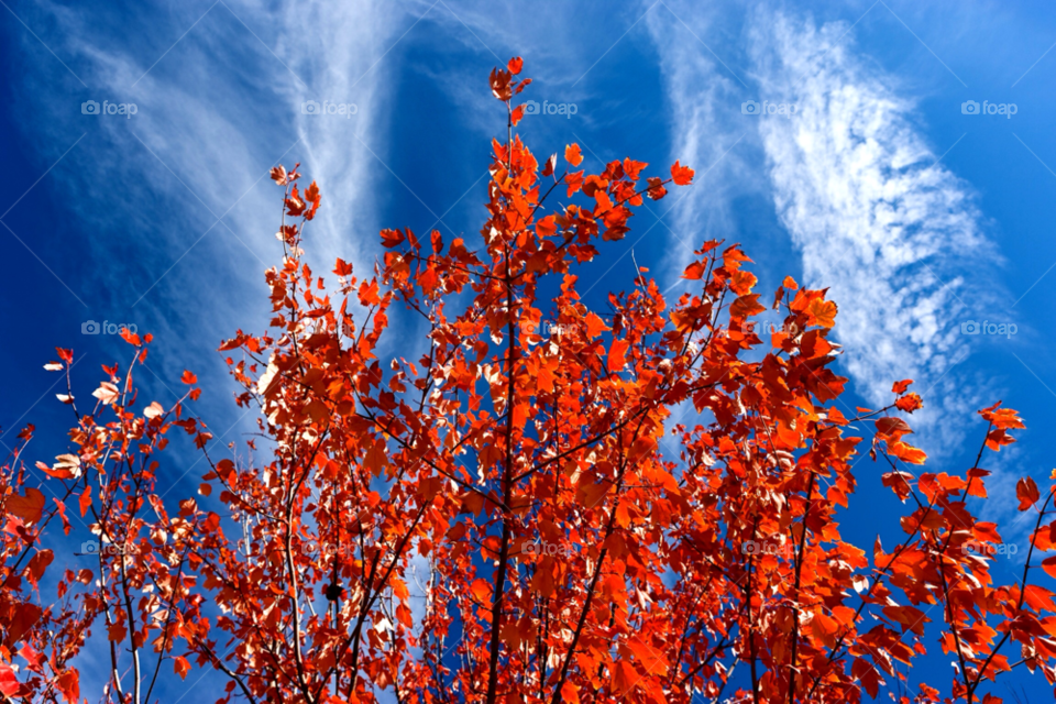 outdoors photography orange leaf by jmsilva59