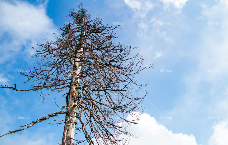 dead tree and cloudy sky