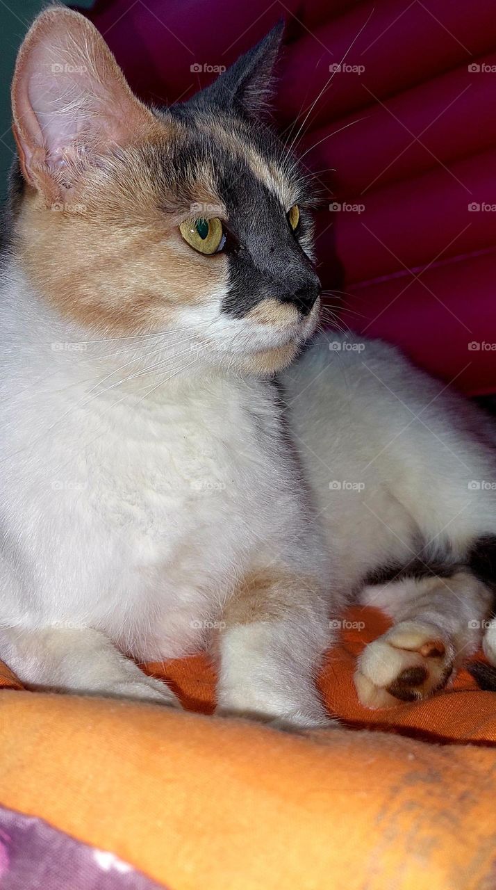 beautiful white brown grey cat lying down
