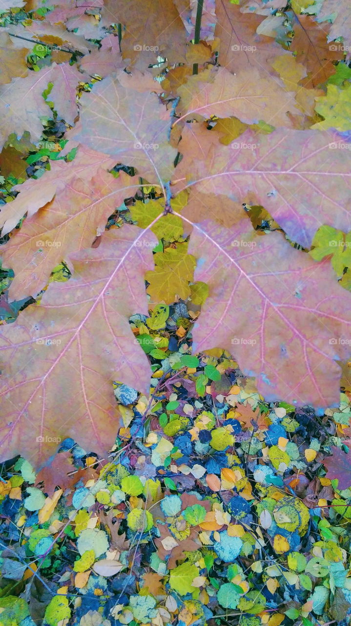 autumn colorful leaves