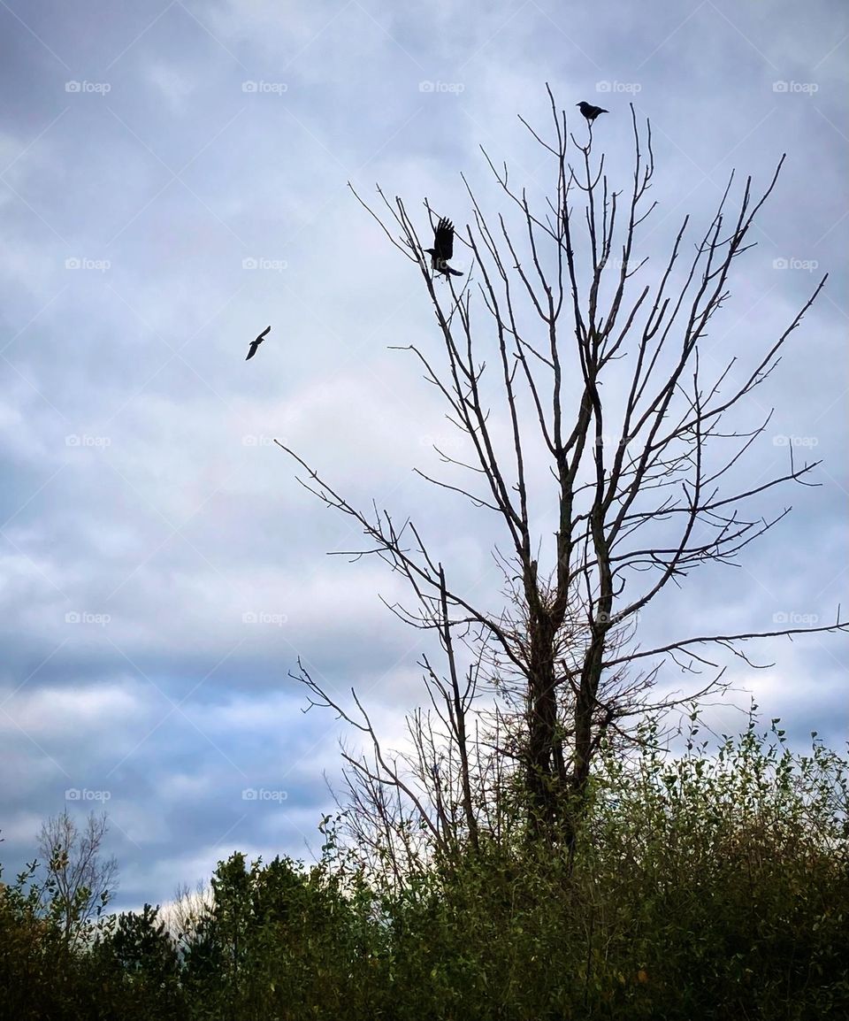 Crows on limbs of a tree with no leaves under a gray cloudy sky and green brush surrounding the tree at the bottom 