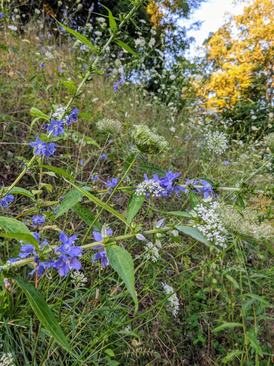 roadside wildflowers