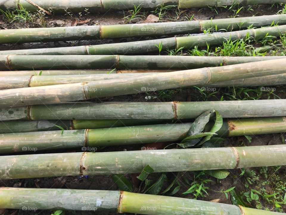 very thick green bamboo scattered about. with a large number and long