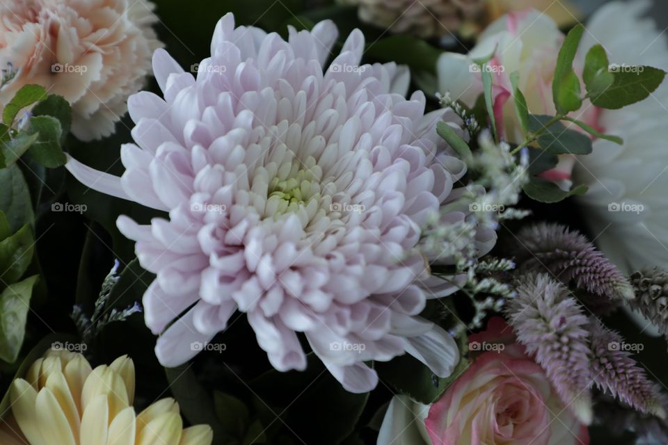 chrysanthemum