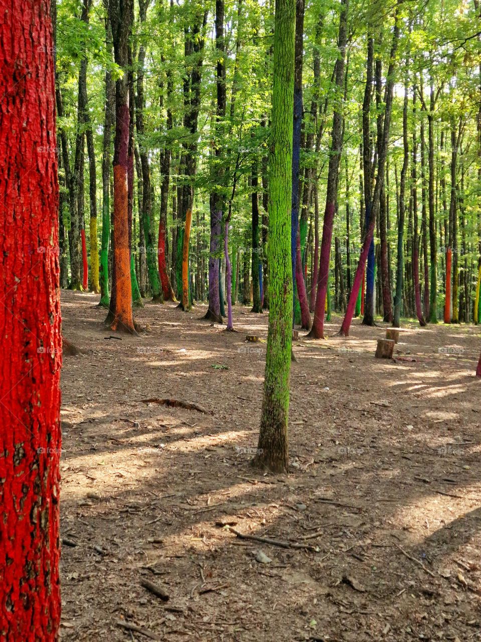 The Colorful Forest