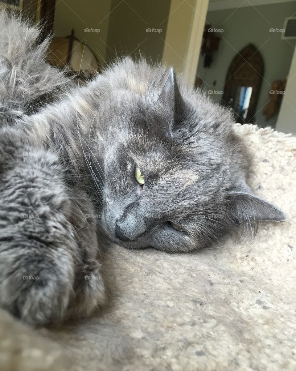 Here is a very sleepy kitty, sitting on a stand. 