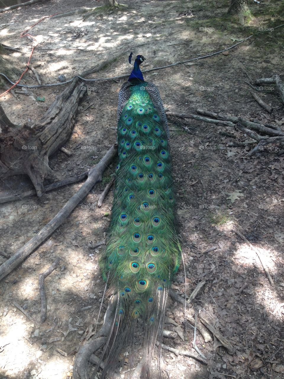 Peacock 