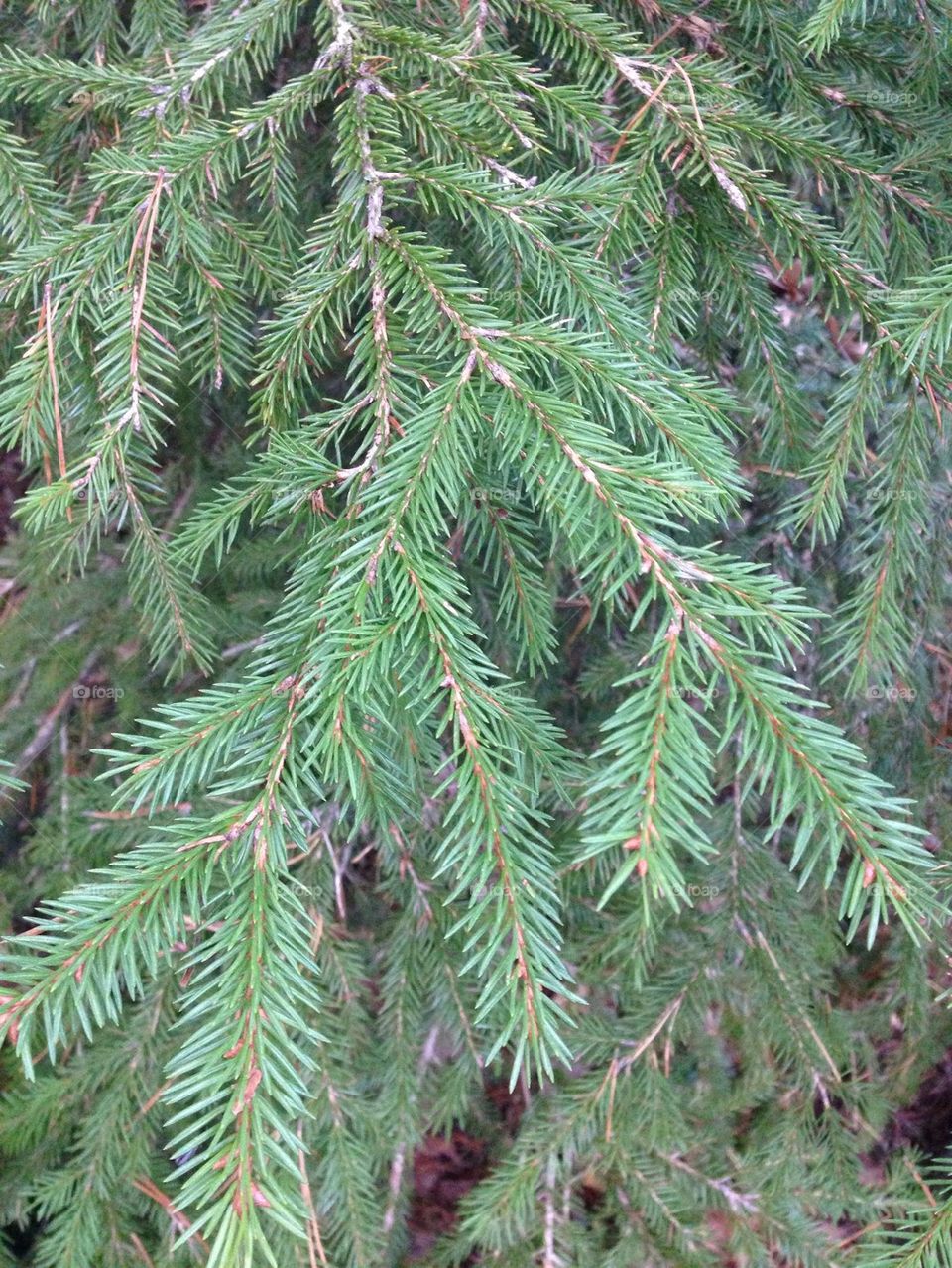 Pine