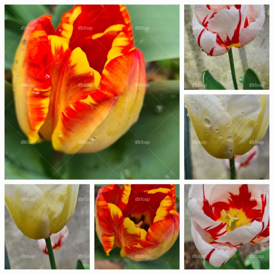 tulipas