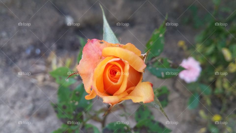 Orange rose in the morning