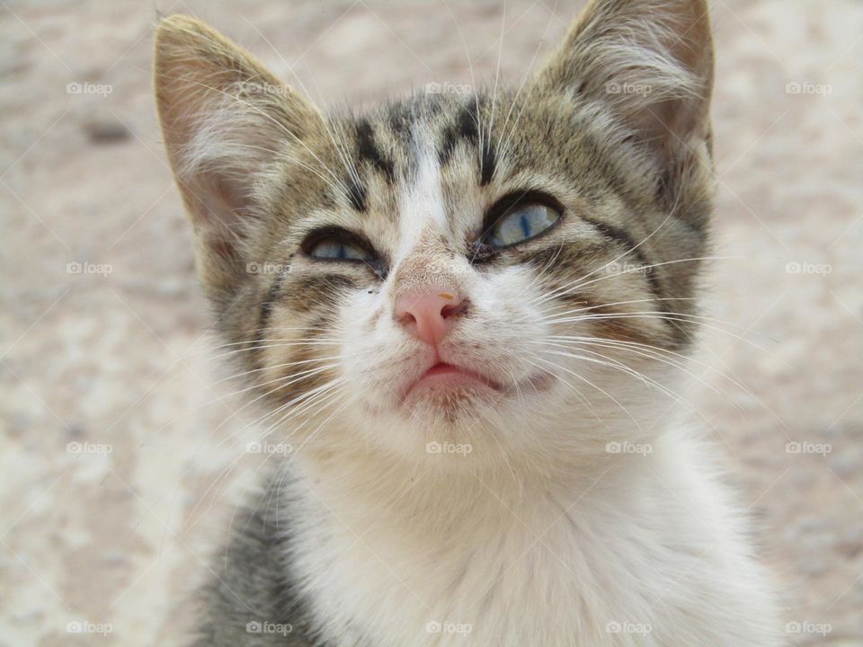 A very beautiful cat