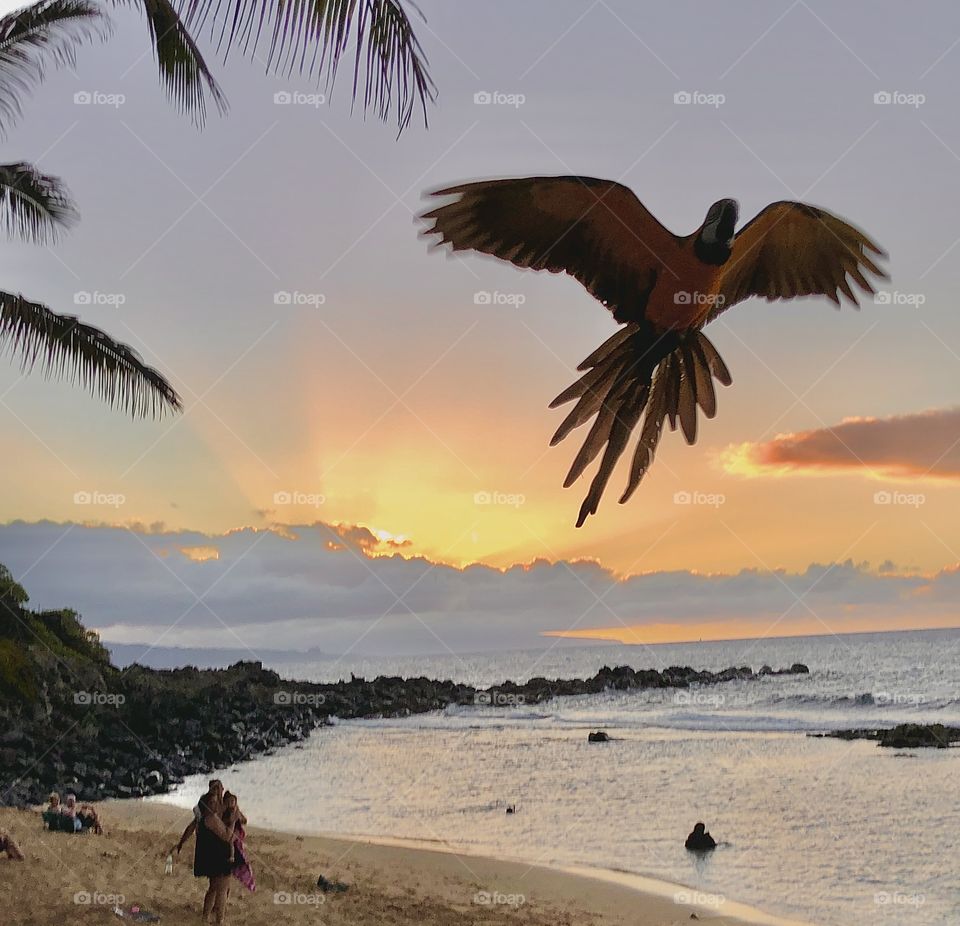 Parrot in flight over beach 