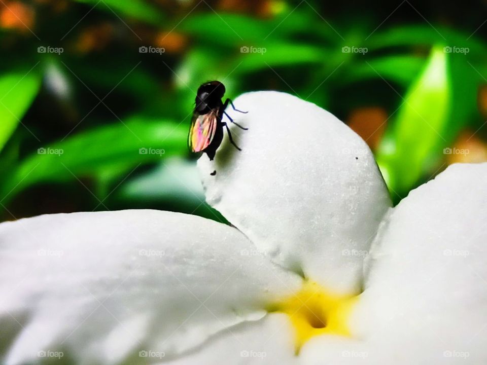 A fly attracted by the white beauty